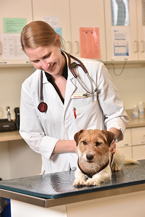 Iowa State assistant professor Margaret Musser is among the members of the universitys veterinary oncology team.